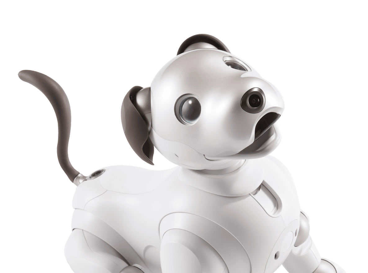 aibo